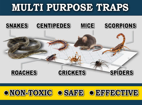 MaxGuard trap strip in kitchen scene demonstrates discreet pest management