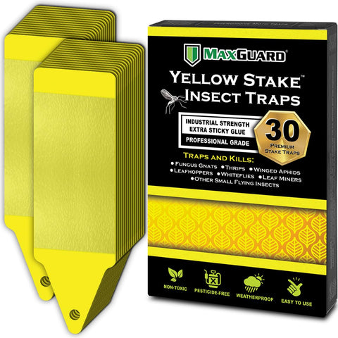 MaxGuard yellow stake trap in garden captures pests naturally for a safer home garden.