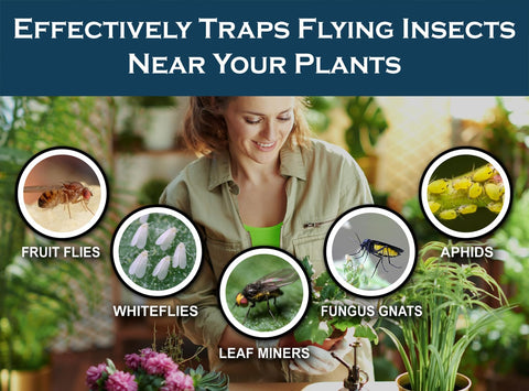 MaxGuard yellow sticky trap close-up showing industrial-grade glue for strong pest capture.