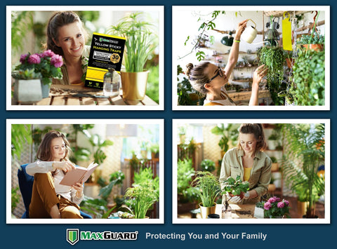 MaxGuard yellow sticky trap used outdoors on a garden plant for pest control.