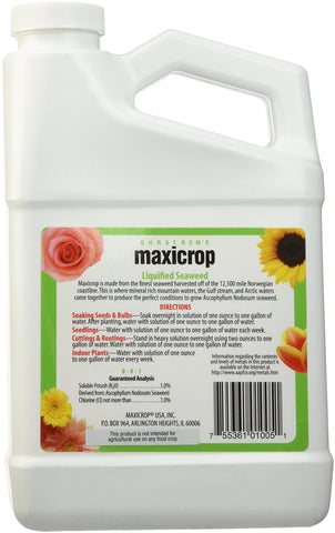 Pouring Maxicrop Liquid Seaweed to nourish soil and foliage.