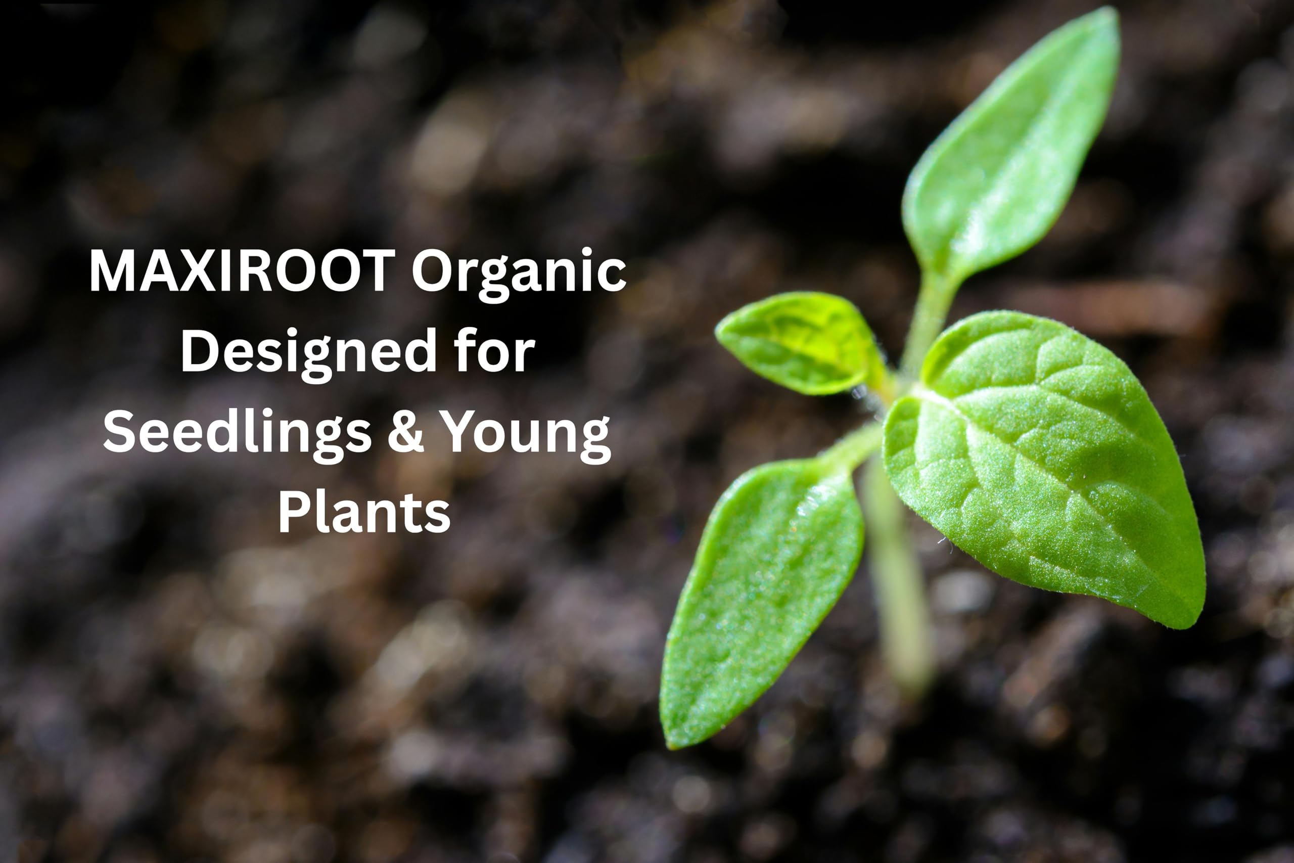Herbs and vegetables thriving after weekly MAXIROOT applications.