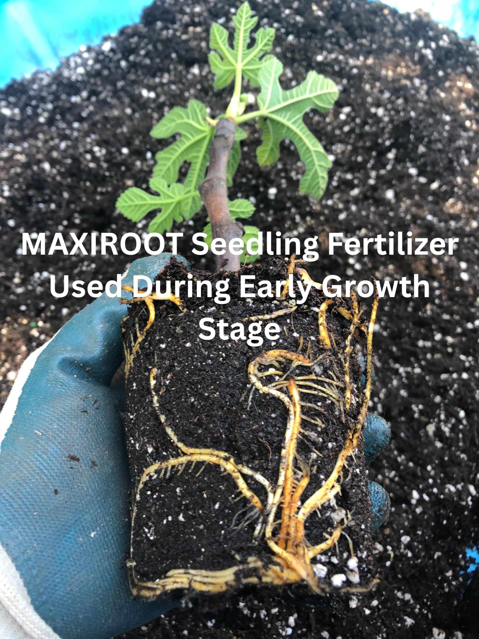 Close-up of root development after using MAXIROOT for seedlings.