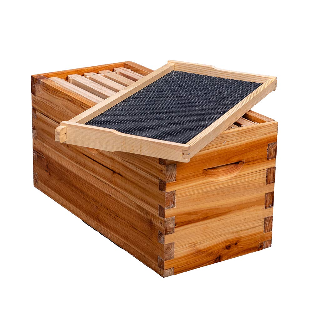 MayBee spacious layout accommodates five frames for honey or brood space