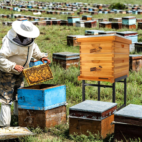 Two MayBee hive stands in a 2-pack setup for multiple colonies