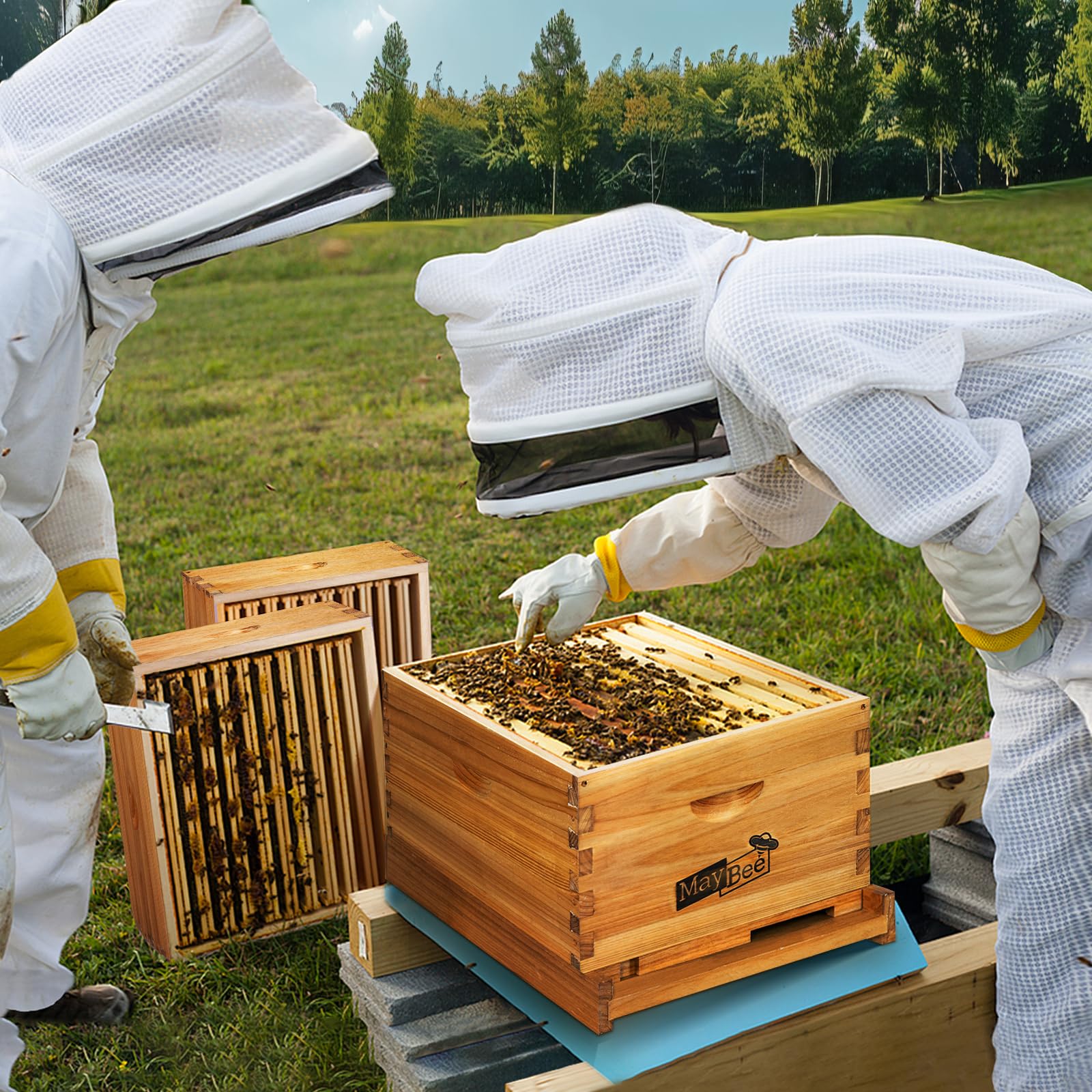 MayBee Beehive Starter Kit frame-assembly shows ready-to-use frames and foundation for quick setup.