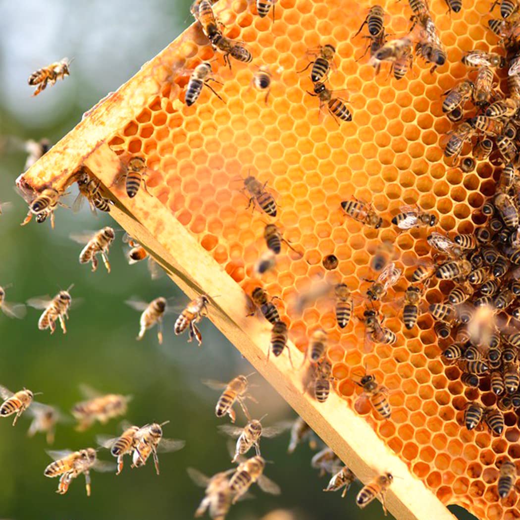 MayBee yellow deep frames help organize brood space during hive checks.