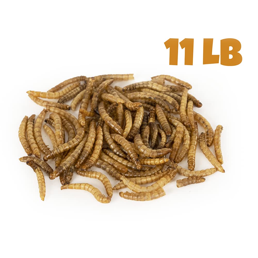 Mealworms by the Pound MBTP mealworms feeding chickens for a protein-rich snack.