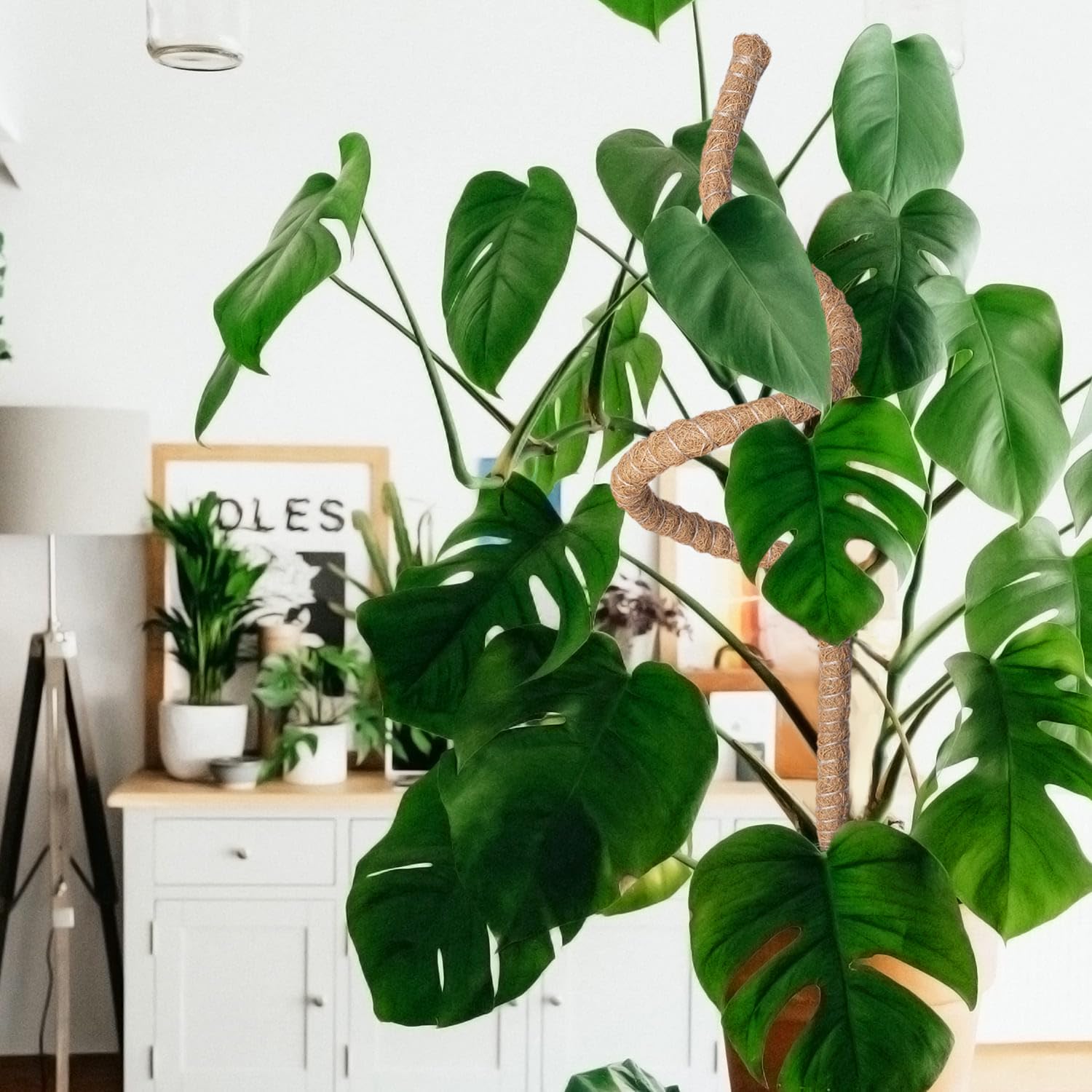 Mcbazel aerial roots grip coco coir for hydration
