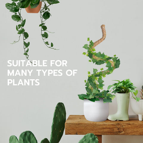 Mcbazel indoor-outdoor plant support suits Monstera in home or patio.