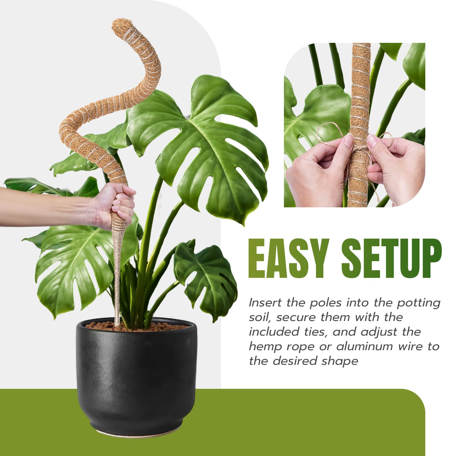 McBazel Philodendron training pole encourages upright growth and tidy vines