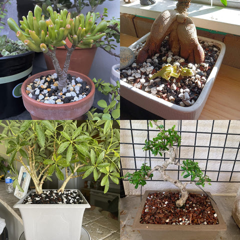 MDPQT horticultural pumice potting bag ready for planting and transplanting