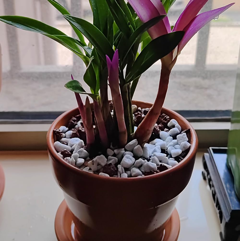 MDPQT perlite healthy root growth support in containers