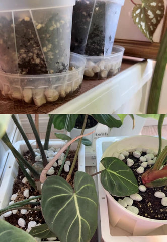 MDPQT perlite horticultural usage for DIY garden projects
