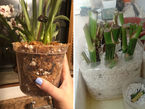 MDPQT Perlite root aeration shot demonstrates breathable growing medium.