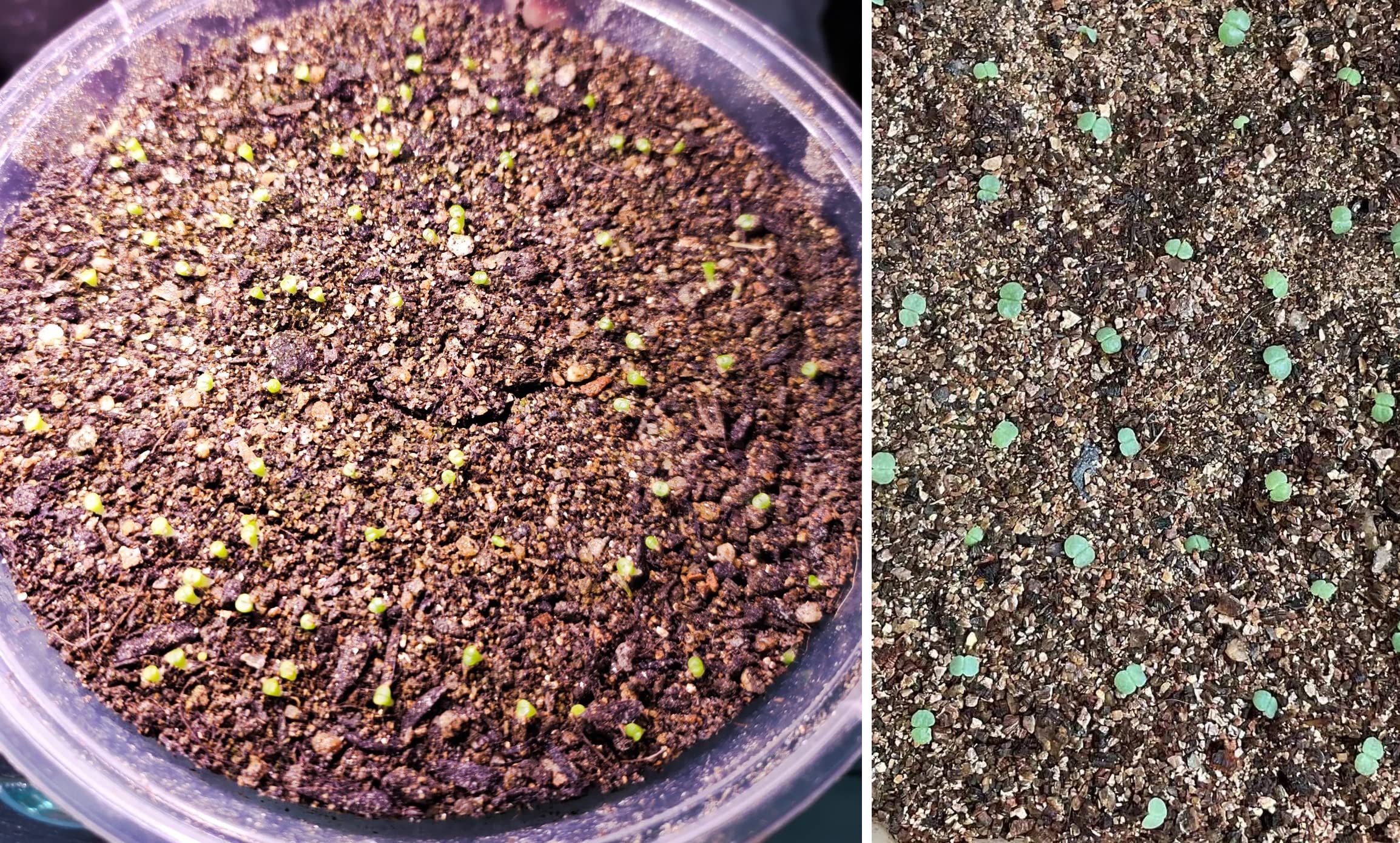 MDPQT vermiculite for home garden, demonstrating versatile uses across pots and beds.