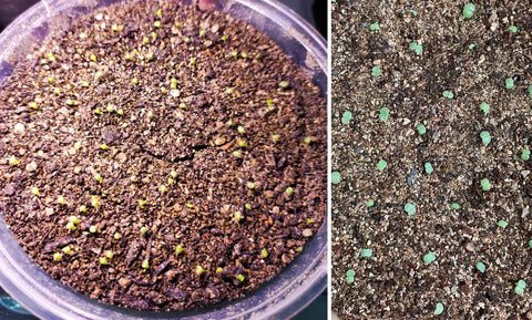MDPQT vermiculite for home garden, demonstrating versatile uses across pots and beds.