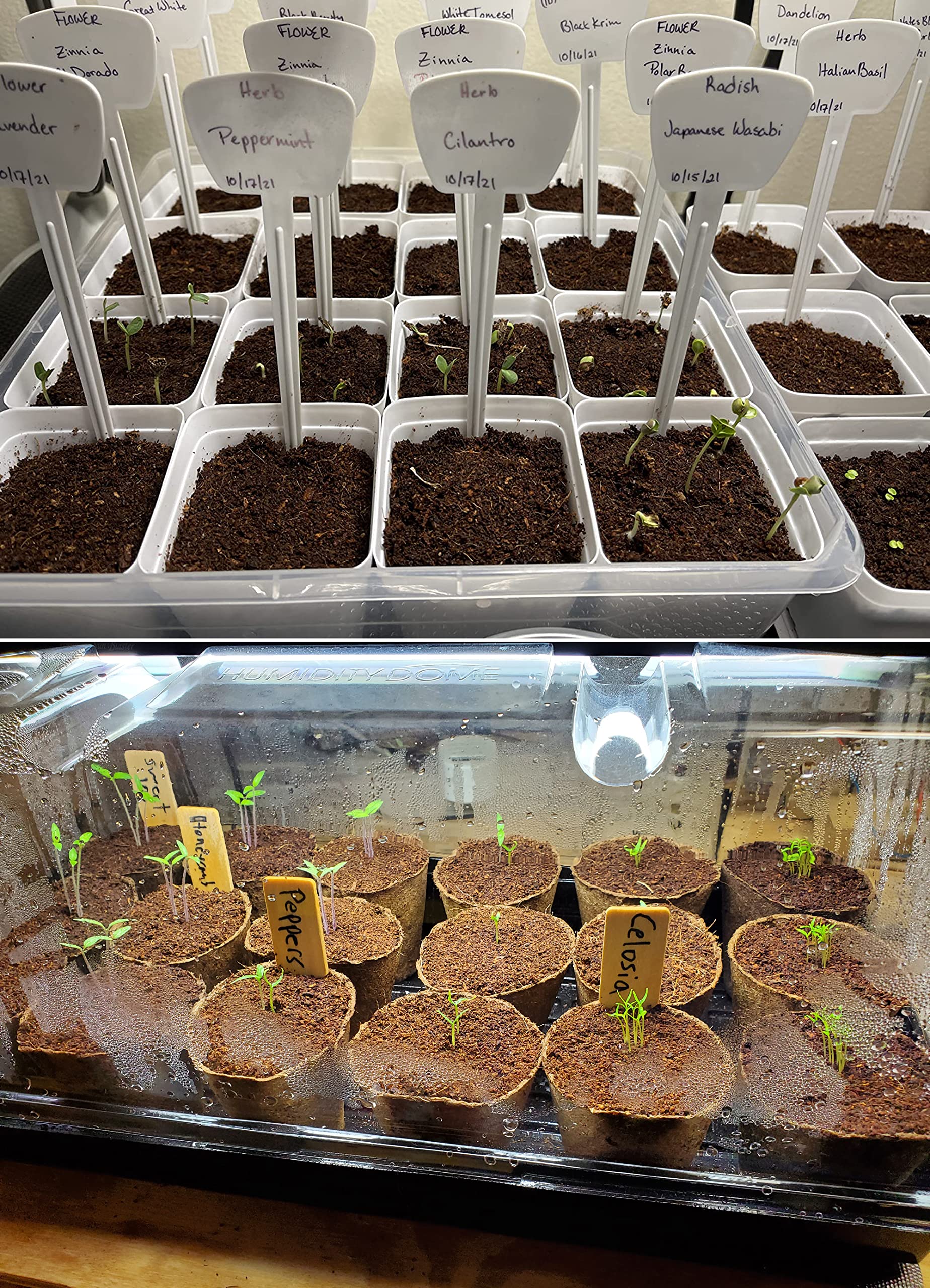 MDPQT vermiculite seed-start tray, highlighting air-filled medium that supports healthy germination.