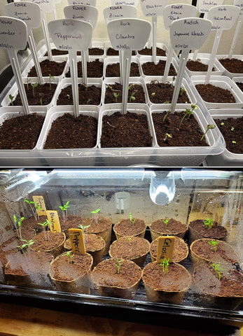 MDPQT vermiculite seed-start tray, highlighting air-filled medium that supports healthy germination.