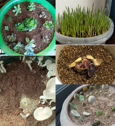 MDPQT vermiculite seedling setup, emphasizing lightweight structure that won't weigh down roots.