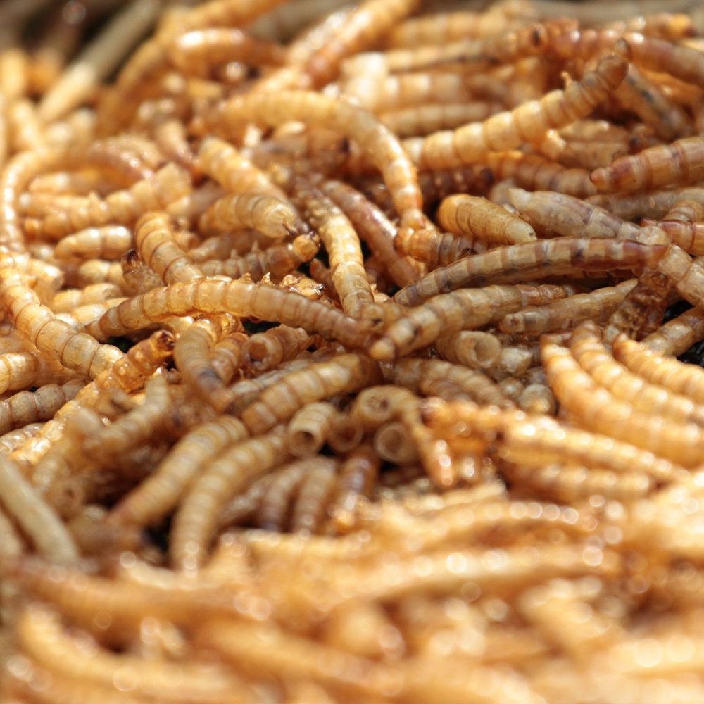 Mealworms by the Pound bulk dried chickens feeding — protein-rich treat
