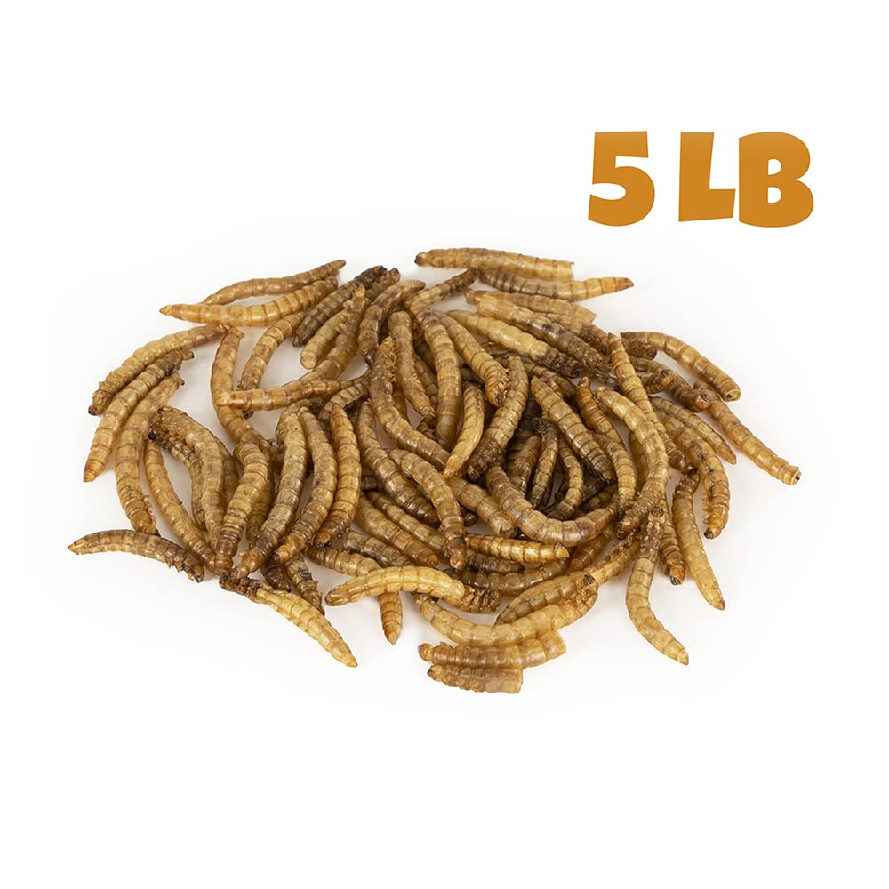 Mealworms by the Pound bulk dried in bowl — quick feed for backyard birds