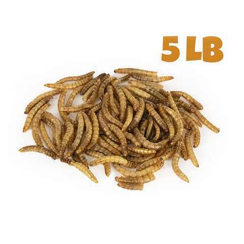 Mealworms by the Pound bulk dried in bowl — quick feed for backyard birds