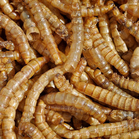 Mealworms by the Pound bulk dried wild birds feeding — attracts songbirds