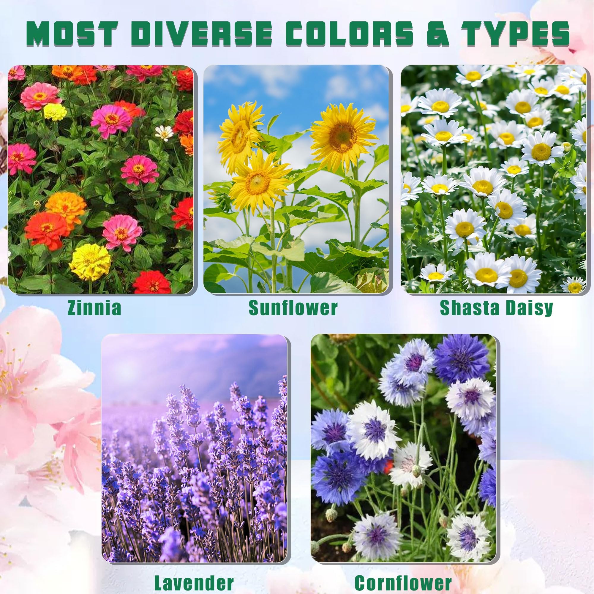 Meekear 5 Kit Cornflower seed packets for bright balcony blooms.