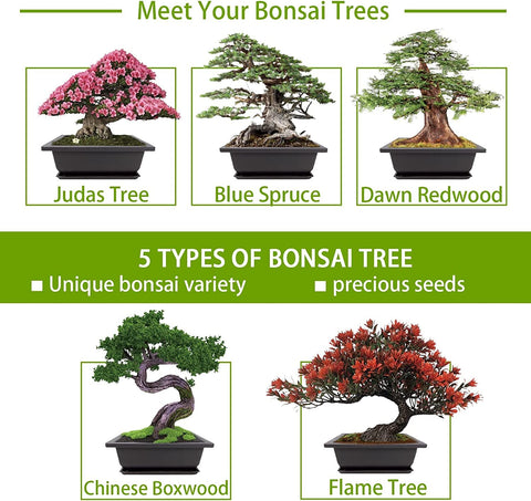 Meekear Bonsai Kit coconut coir soil supports healthy germination