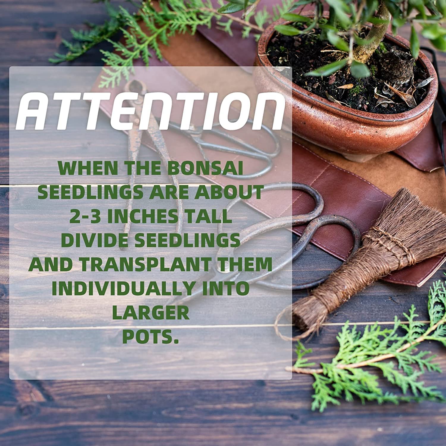 Meekear bonsai-kit-plant-markers: labels to track each bonsai’s progress