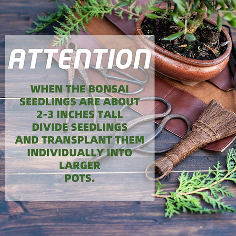 Meekear bonsai-kit-plant-markers: labels to track each bonsai’s progress