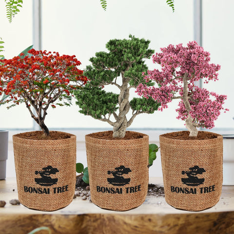 Meekear coconut coir soil discs expand with water, aiding germination and root development