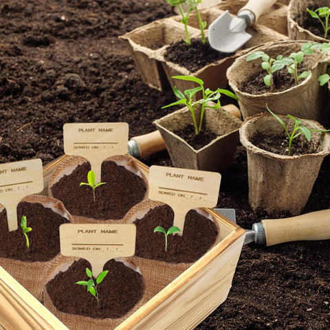 Meekear starter kit grows into Shasta Daisy and other blooms