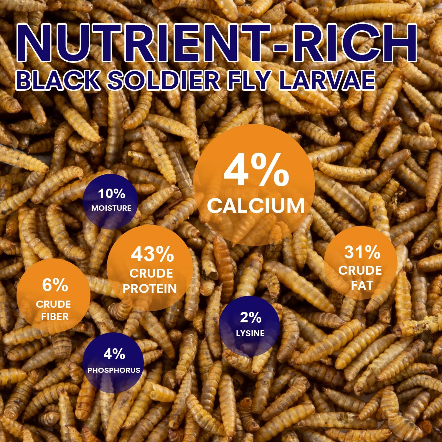 MEILLEURE BSF larvae being fed to chickens for high-protein nutrition.