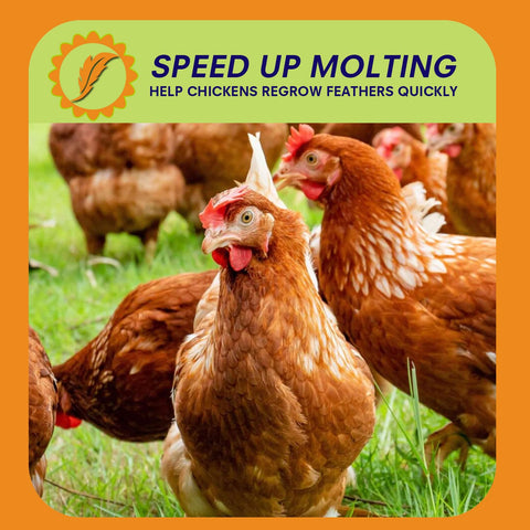 MEILLEURE BSF larvae encourage chickens to forage and stay active.