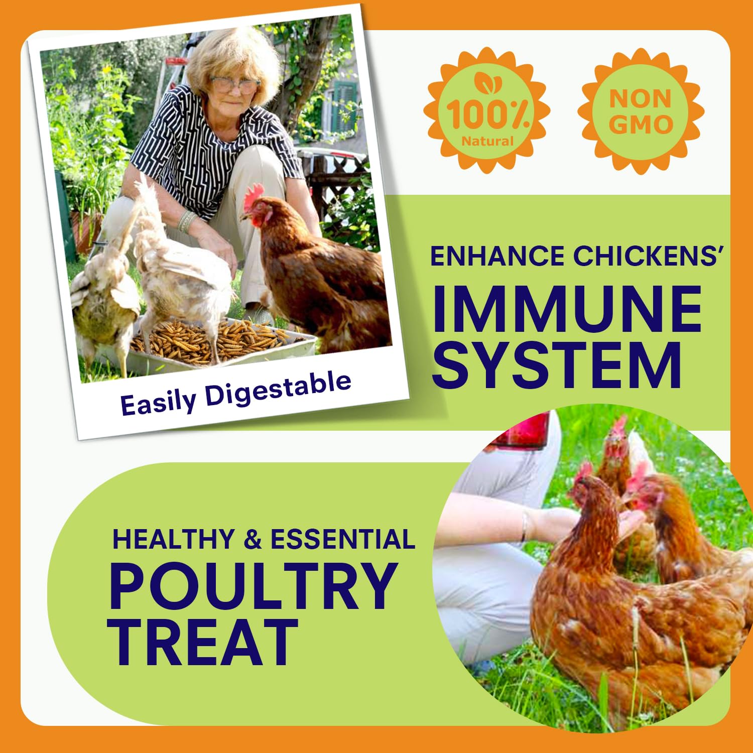 Nutrition chart shows calcium and protein levels for balanced poultry feed.