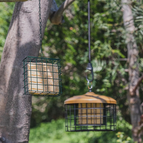 Woodpeckers and nuthatches attracted by MEKKAPRO feeders.
