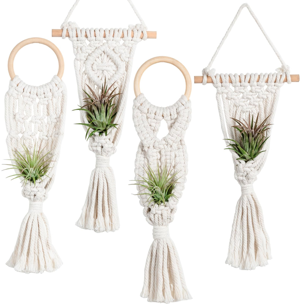 Melphoe air plants holders stand displaying Tillandsias with a chic indoor display