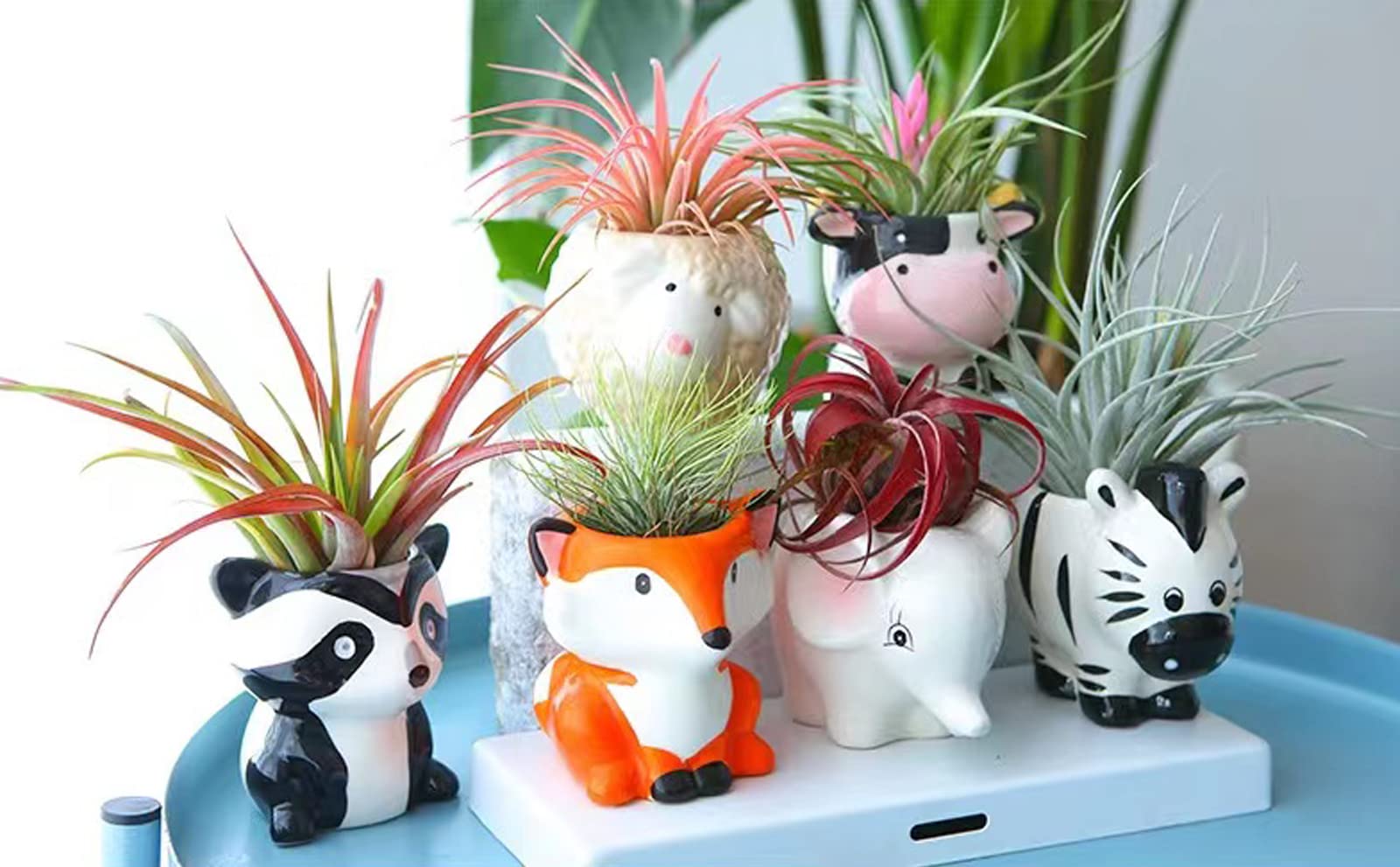 Melphoe animal planter mini ceramic with drainage for healthy air plants.