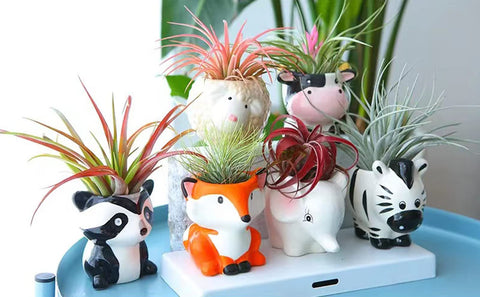 Melphoe animal planter mini ceramic with drainage for healthy air plants.