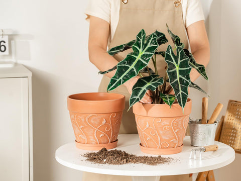 Versatile for succulents, herbs, and small tropical plants.