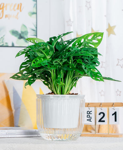 Melphoe indoor-outdoor planter suits kitchens, living rooms, and patios