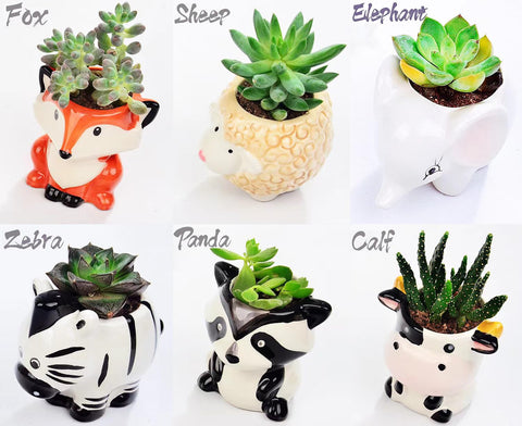 Melphoe mini ceramic pot with drainage hole for tidy watering.