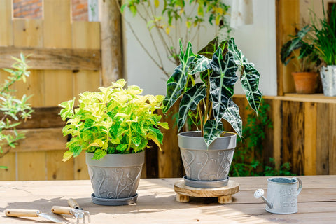 Melphoe 7-inch thick-basin planter offers durability for outdoor use.