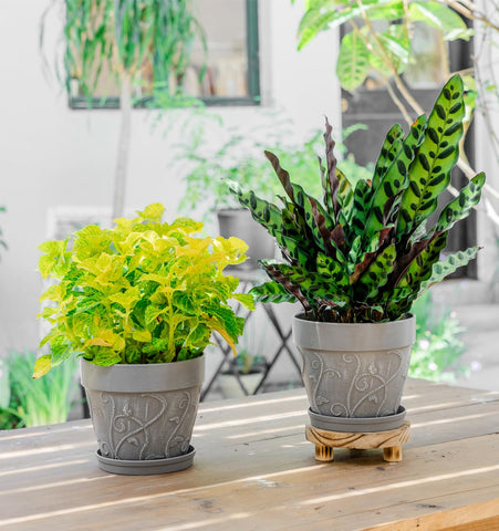 Melphoe root-space-design pot provides ample room for plants.