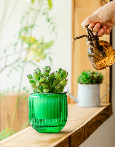 Melphoe pot with drainage holes prevents overwatering and promotes airflow.