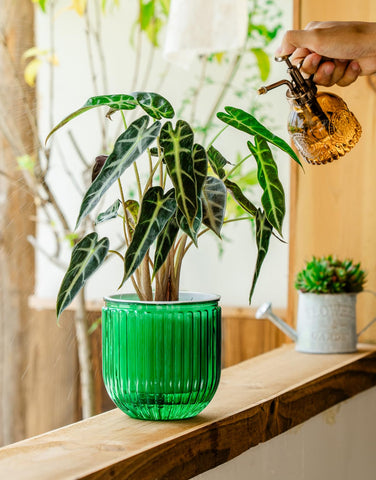 Melphoe self-watering pot durable material is lightweight and travel-friendly.
