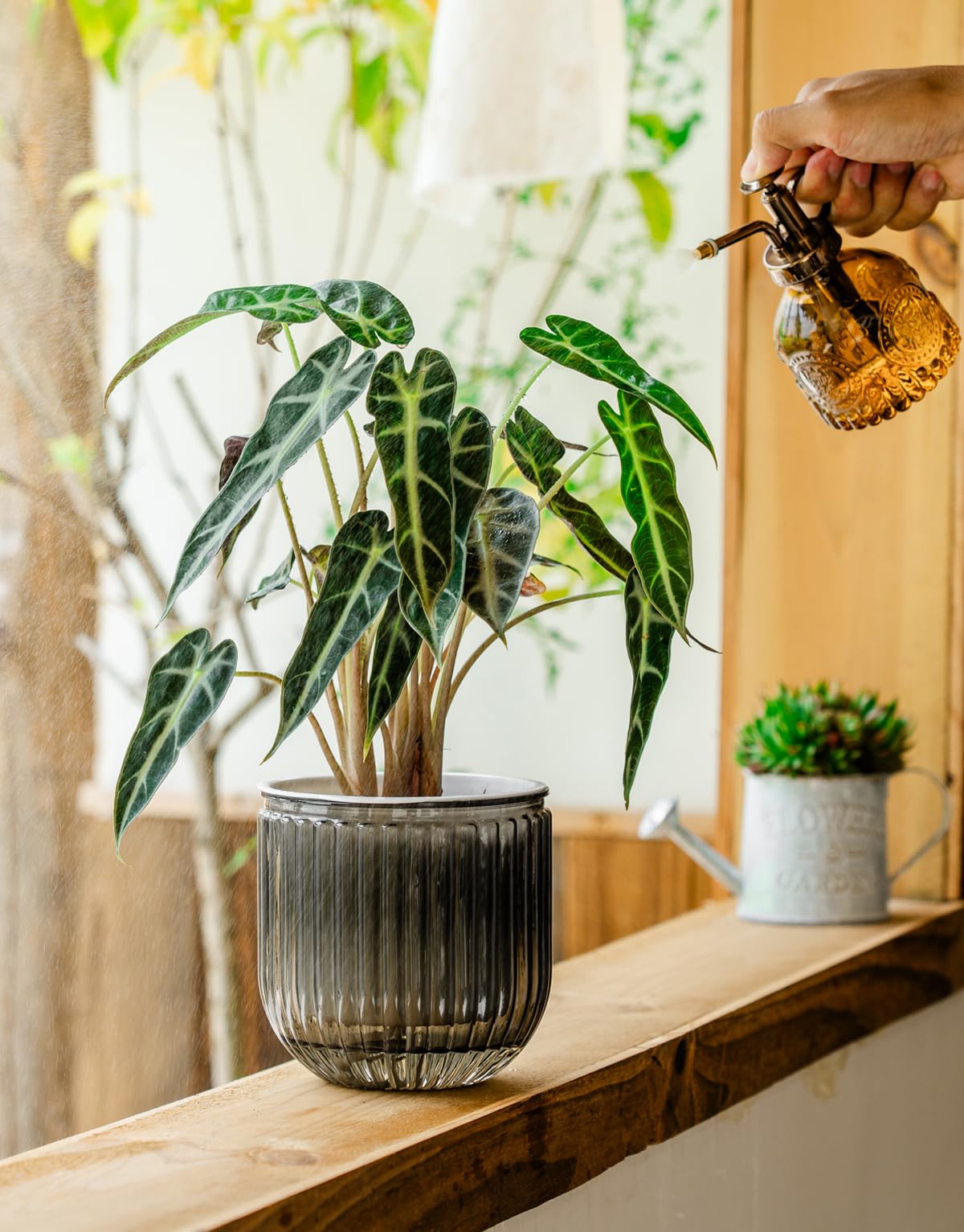 Melphoe self-watering pot size range supports diverse plants from succulents to African violets.