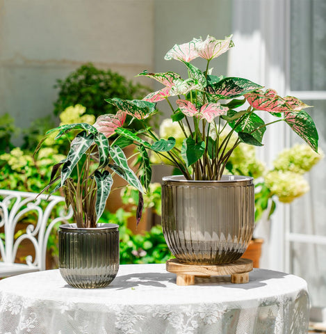 Melphoe self-watering pots showing water level for easy monitoring.